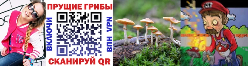 Галлюциногенные грибы Psilocybe  Лысьва 